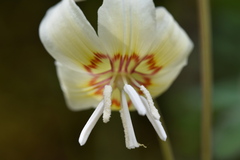 Erythronium