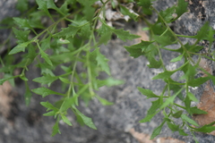 Perityle angustifolia