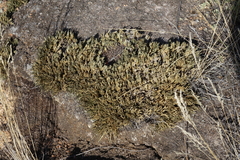 Selaginella sanguinolenta