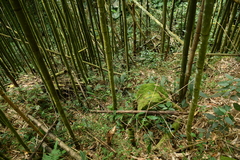 Tainia dunnii