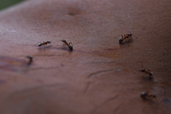 Liometopum occidentale