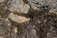 Selaginella sanguinolenta