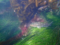 Halichoeres semicinctus