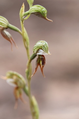 Pterostylis aciculiformis