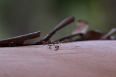 Liometopum occidentale