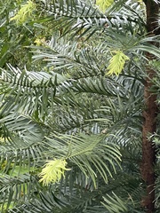 Wollemia nobilis