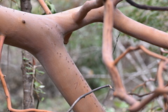 Liometopum occidentale