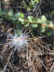 Kunzea pomifera