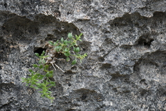 Perityle angustifolia