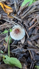 Lepiota