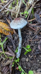 Lepiota