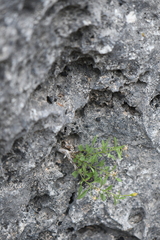 Perityle angustifolia