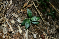 Goodyera daibuzanensis