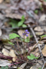 Veronica regina-nivalis