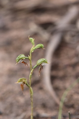 Pterostylis aciculiformis