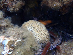 Plesiastrea versipora
