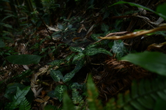 Goodyera daibuzanensis