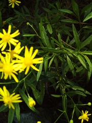 Senecio madagascariensis