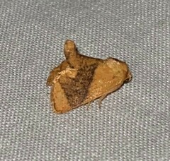 Apoda y-inversa