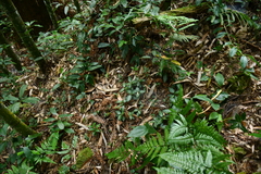 Goodyera daibuzanensis