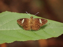 Celaenorrhinus putra