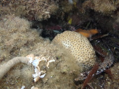 Plesiastrea versipora