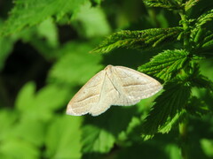Petrophora chlorosata