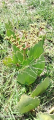 Cyphostemma