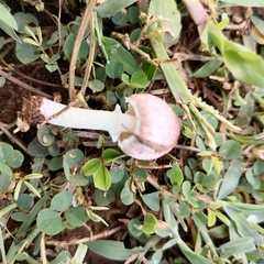 Agaricus diminutivus