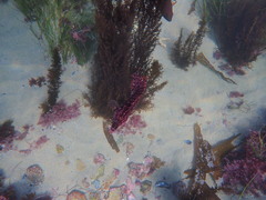 Heterostichus rostratus