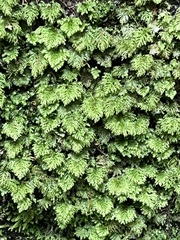 Hypnodendron