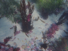 Heterostichus rostratus