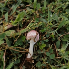 Agaricus diminutivus