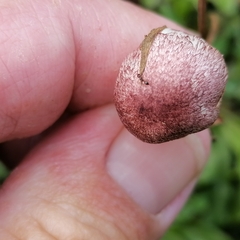 Agaricus diminutivus
