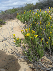 Oedera sedifolia