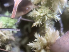 Sphagnum perichaetiale