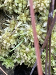 Sphagnum perichaetiale