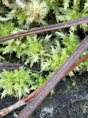 Sphagnum perichaetiale