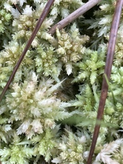 Sphagnum perichaetiale