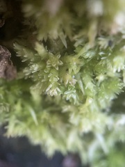 Sphagnum perichaetiale