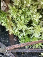 Sphagnum perichaetiale