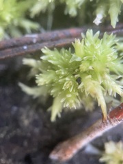 Sphagnum perichaetiale