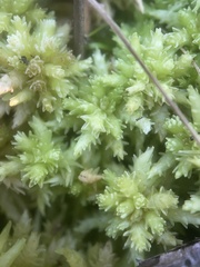Sphagnum perichaetiale