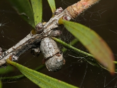 Spilonota constrictana