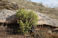 Lonicera microphylla