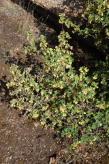 Lonicera microphylla