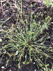 Juncus bufonius