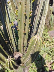 Cereus jamacaru
