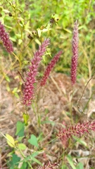 Cenchrus pedicellatus