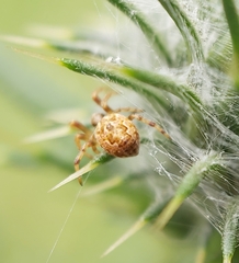 Salsa brisbanae